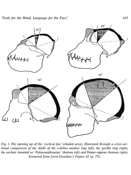 The opening of the "cortical fan".